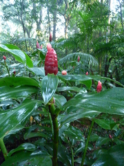 Costus spiralis
