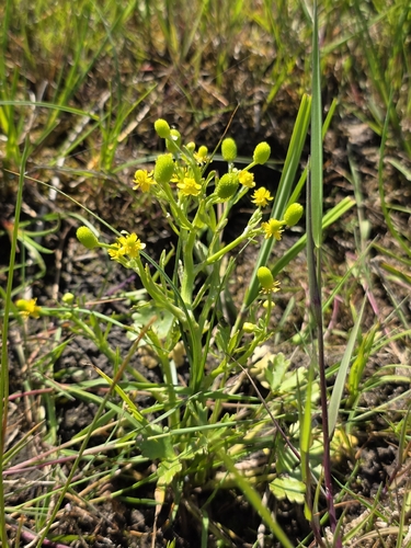 cursed crowfoot