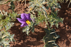 Solanum virginianum