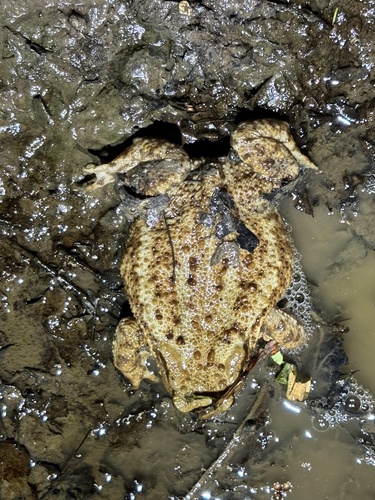 European Toad