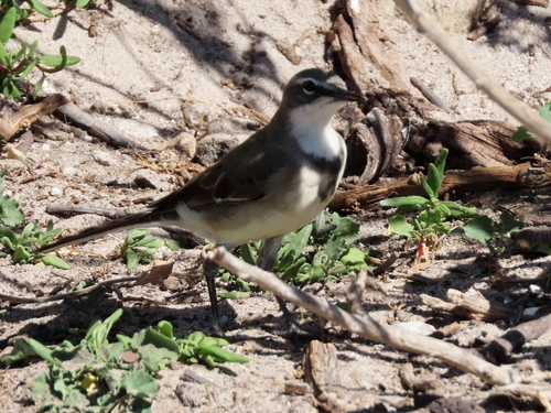 iNaturalist image