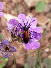 Eupompha schwarzi
