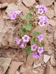 Phacelia pulchella