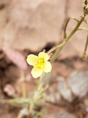 Chylismia walkeri