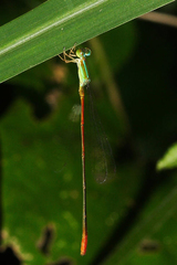 Leptobasis vacillans