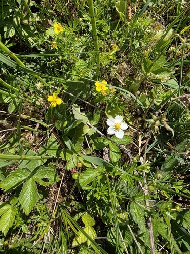 woodland strawberry