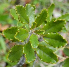 Brachyglottis monroi