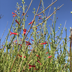 Gambelia juncea