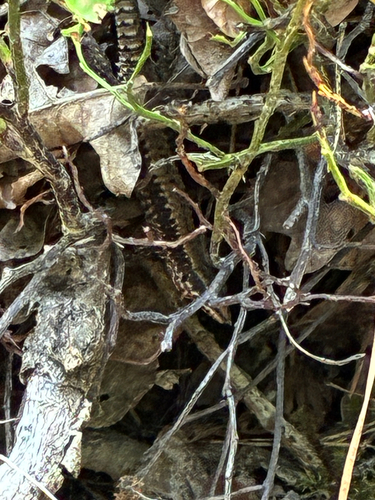 Common Wall Lizard