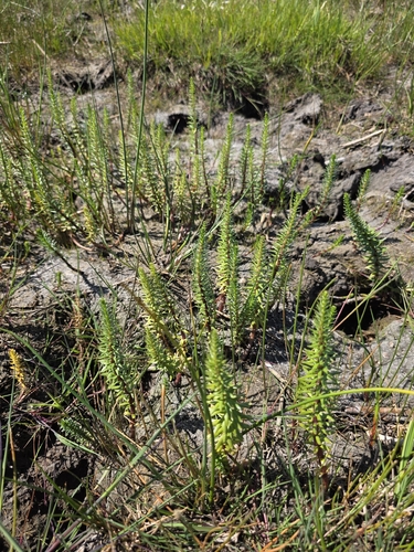 Common Mare's Tail