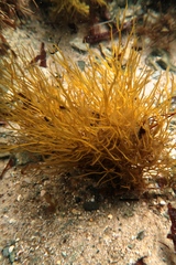 Gracilaria