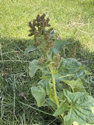 Good King Henry