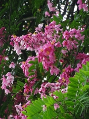 Cassia javanica