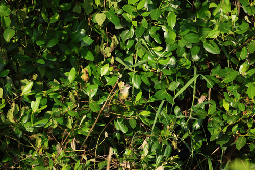 Prinia familiaris observed 2026-05-28