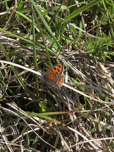Small Copper