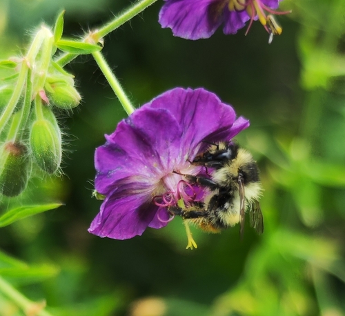 Shrill Carder-Bumble bee