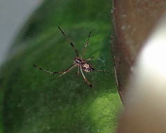 Latrodectus