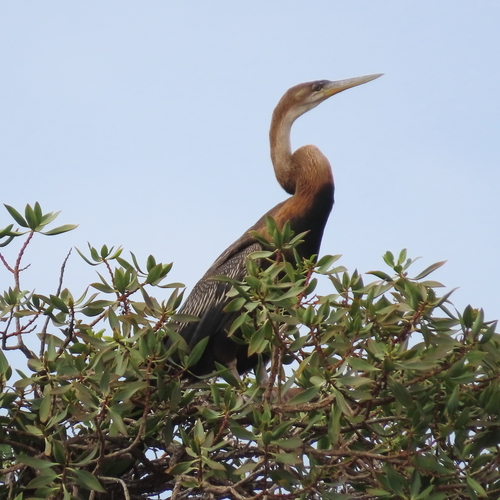 iNaturalist image