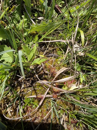 round-leaved sundew