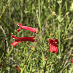 Gambelia juncea