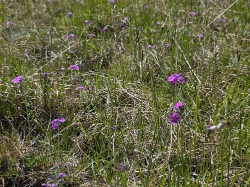 Bird's-eye Primrose