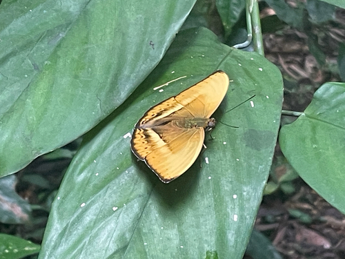 Common Yellow Glider