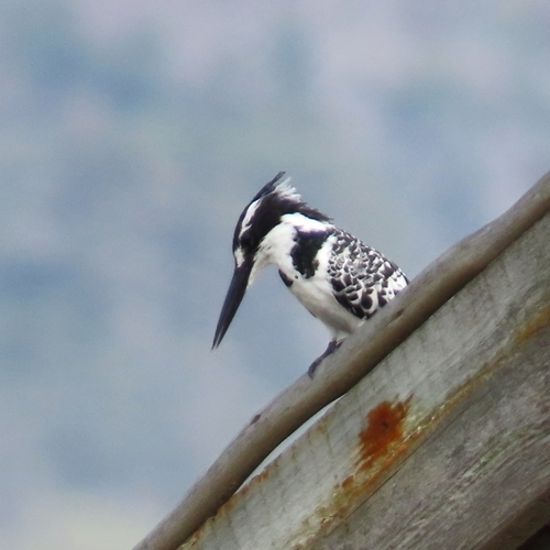 iNaturalist image