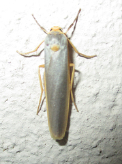 Sozusa scutellata