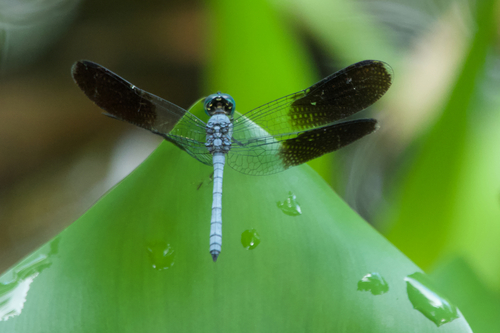 Black-splashed Elf