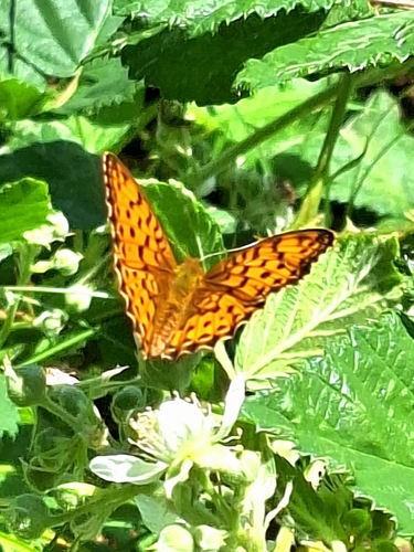 Marbled Fritillary