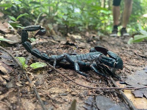 Common Emperor Scorpion