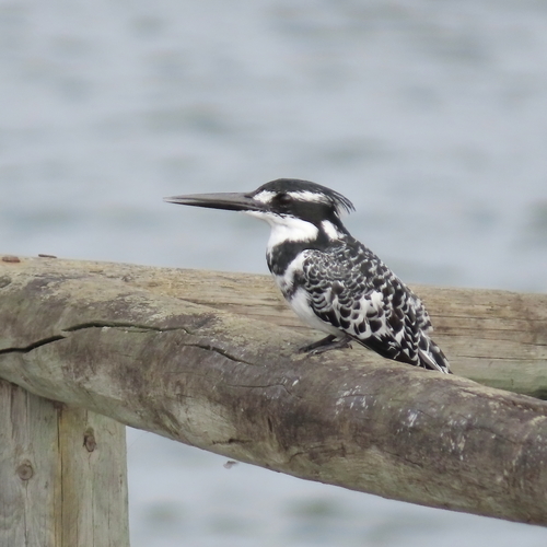 iNaturalist image