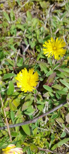 mouse-eared hawkweed