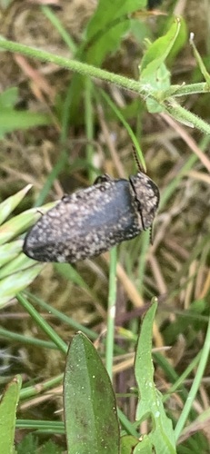 Mottled dingy-brown click beetle