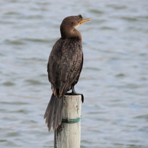 iNaturalist: (c) moxcalvitiumtorgos, some rights reserved (CC BY-NC), uploaded by moxcalvitiumtorgos iNaturalist image