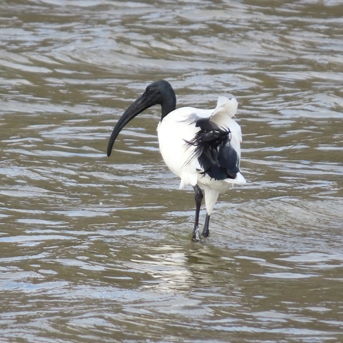 iNaturalist image