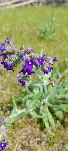 common alkanet