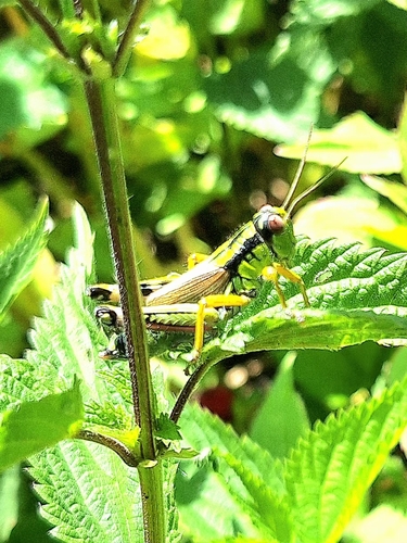 Green Mountain Grasshopper