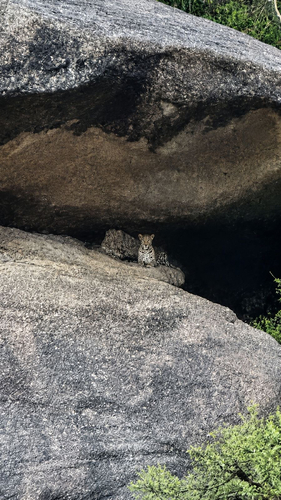 Indian Leopard