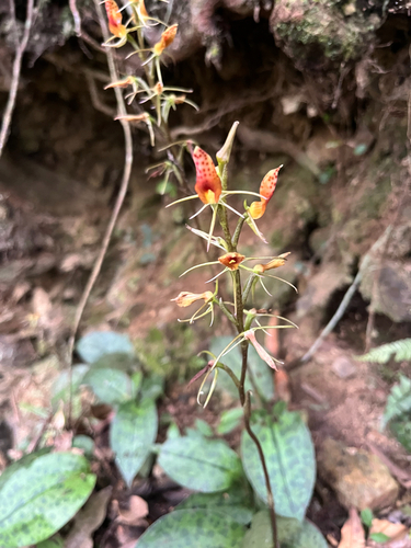 Cryptostylis taiwaniana iNat (2)