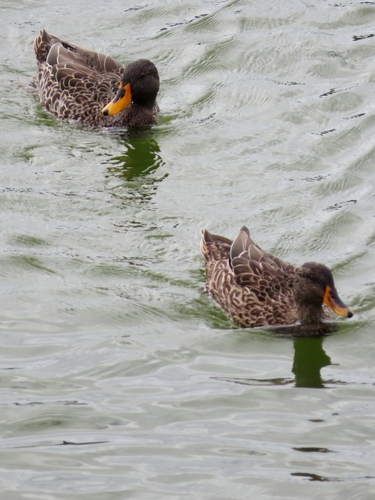 iNaturalist image