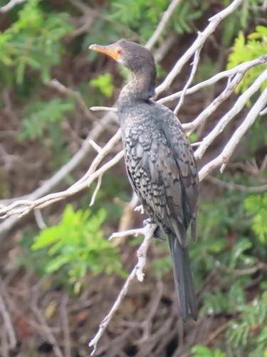 iNaturalist image