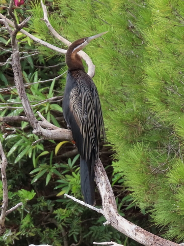 iNaturalist image