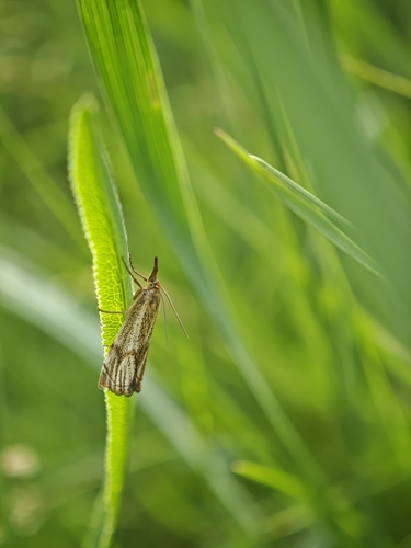 Powdered Grass-veneer