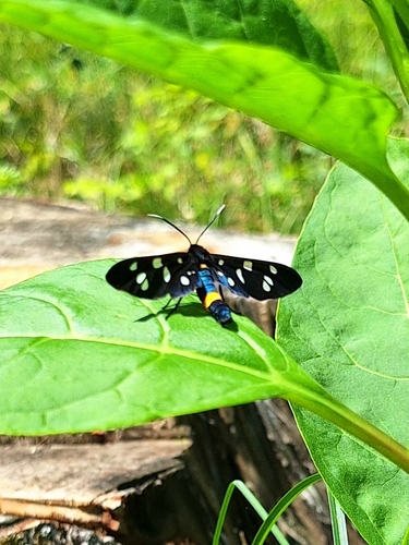 Nine-spotted Moth