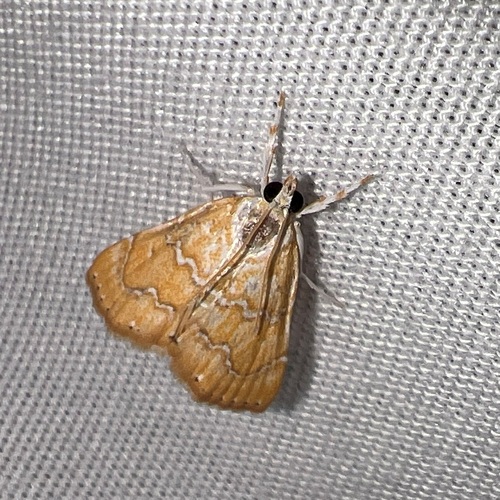 White-roped Glaphyria Moth photo 5