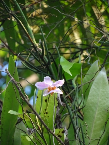 Papilionanthe teres