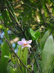 Papilionanthe teres