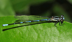 Argia oculata
