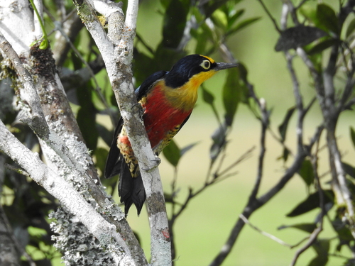 Yellow-fronted Woodpecker